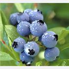 Blueberry anthocyanin  Product Photo