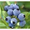 Blueberry anthocyanin  產品圖展示